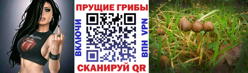 Псилоцибиновые грибы Magic Shrooms  МЕГА   Сердобск 